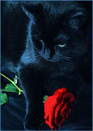 black rose catml