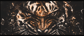 tiger_by_kuzkate-d6m66p0_zps18a2df7f.png
