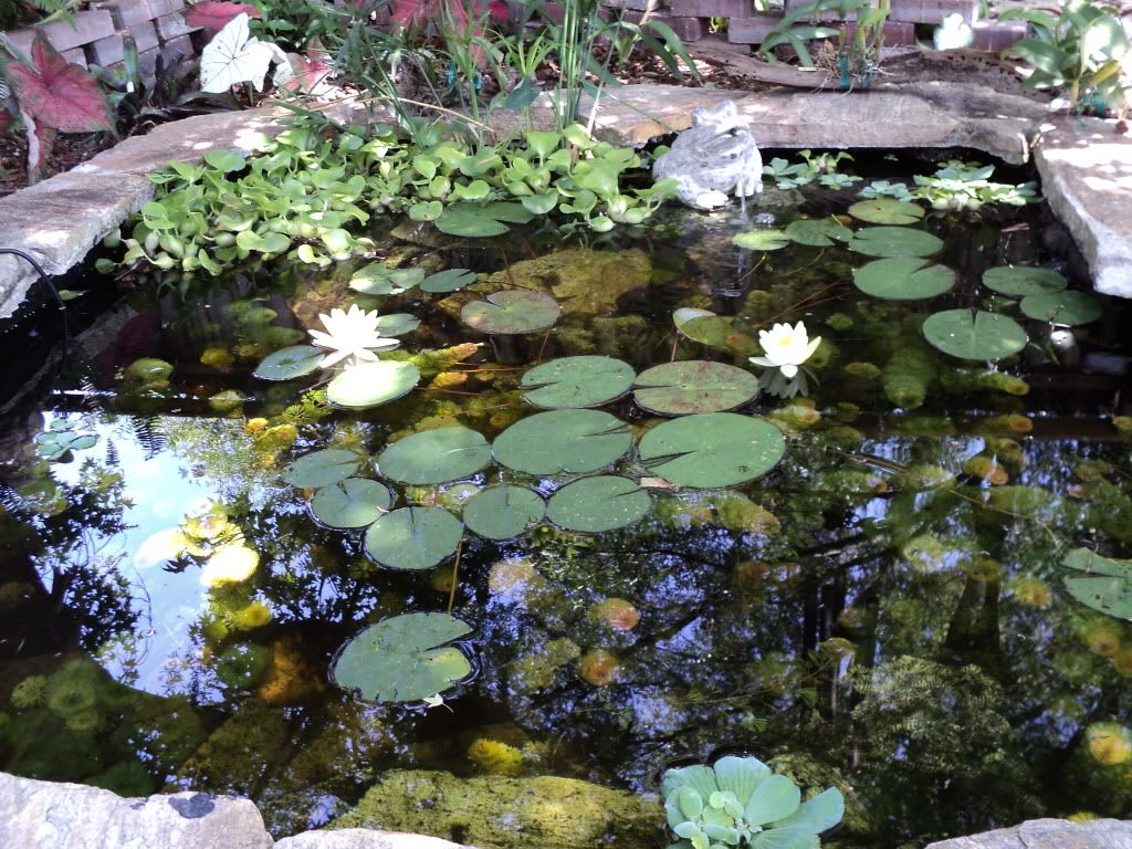 Betta Pond