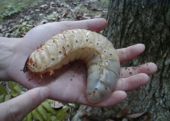 bigassgrub.jpg