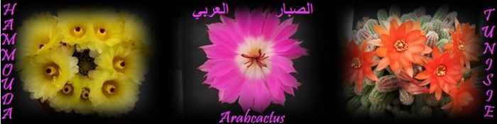 arabcactus الصبار العربي
