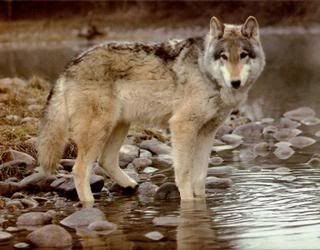 Wolf Pictures, Images and Photos