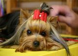 th_yorkshire-terrier.jpg