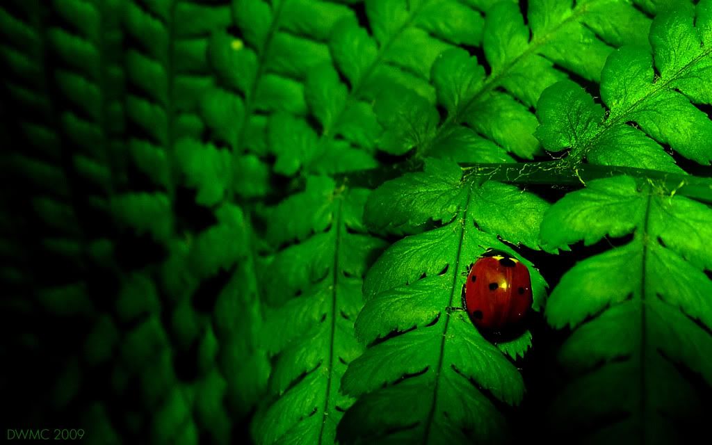 ladybug wallpaper. Ladybug wallpaper Image