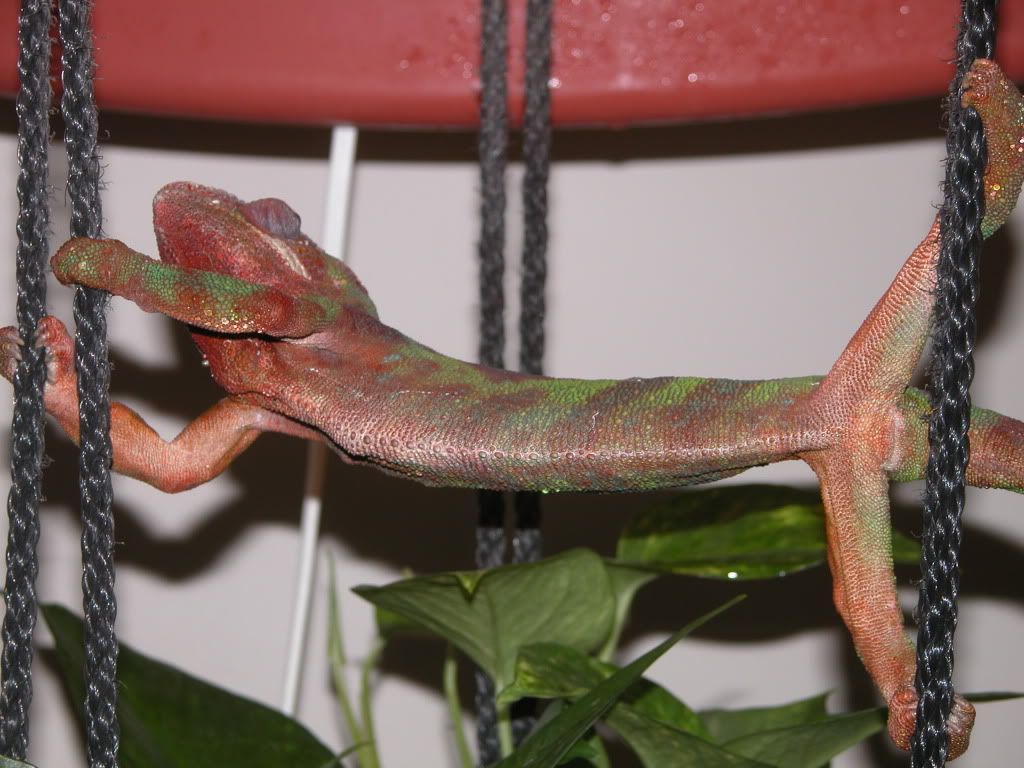 Chameleon Condo