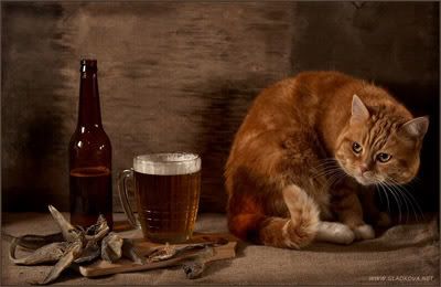 Cat&beer