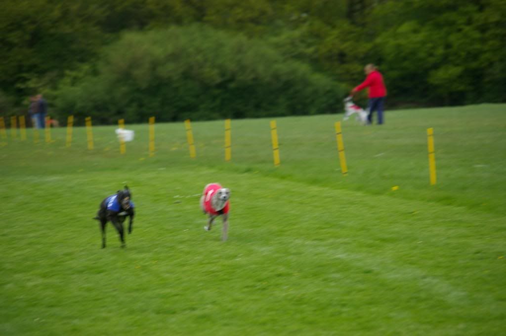 oldhalldogsraceweekend002.jpg