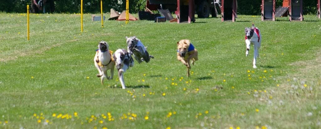 oldhalldogsraceweekend036.jpg