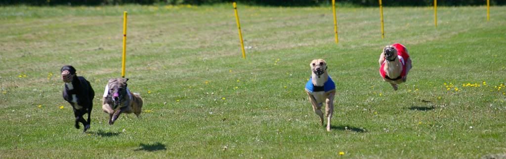 oldhalldogsraceweekend053.jpg