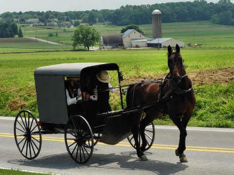 Amish Pictures, Images and Photos