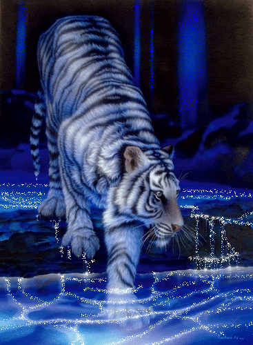 tigri glitter_13